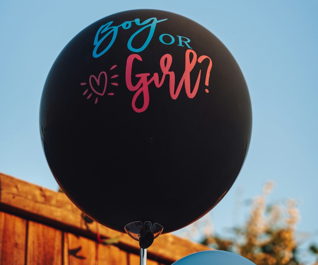 Grand ballon Boy or Girl ? lors d'une gender reveal en extérieur, dans un jardin ensoleillé